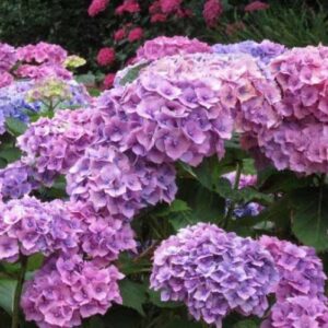 Hydrangea Alpen Gluten - Pb6.5