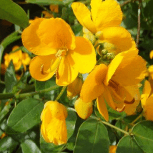 Cassia John Ball, Buttercup Tree - Pb5 (20/40)