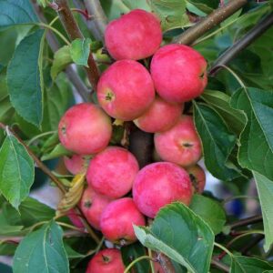 Malus Jelly King, Crabapple - Pb12/18
