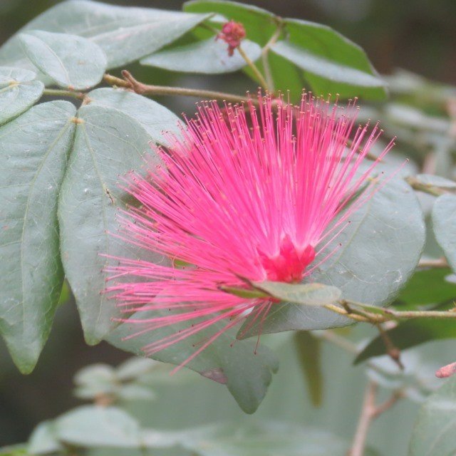 Calliandra Blushing Bride - Pb6.5 - Image 2