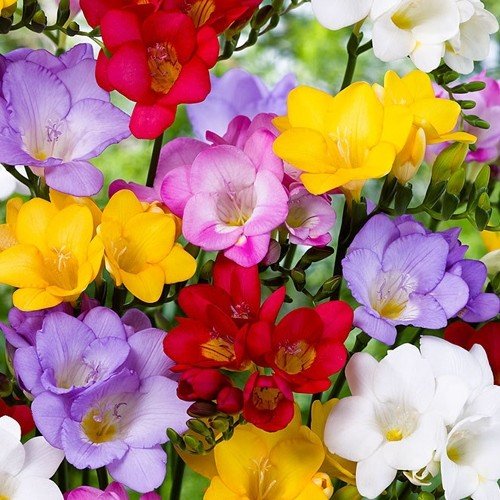 Freesia double - Mixed 50 Pack - Image 2
