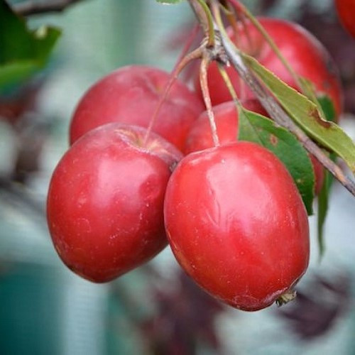 Malus Jack Humm, Crabapple - Pb18 - Image 3
