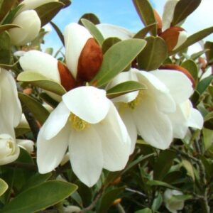 Michelia Velvet and Cream - Pb5/Pb6.5