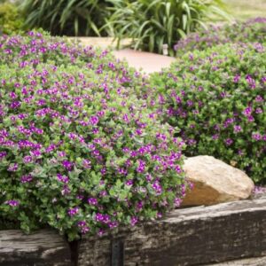 Polygala Little Bibi - 1.5Ltr
