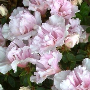 Azalea Blushing Bride - 1.25ltr