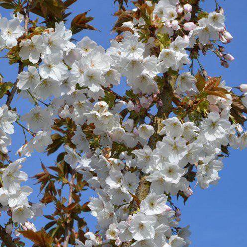 Prunus Tai Haku, Great White Cherry - Pb28 (200)