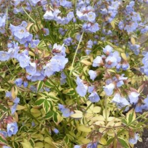 Polemonium Stairway to Heaven, Jacob's Ladder - 0.5/1.5L