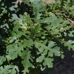 Quercus frainetto, Italian Oak - Pb12