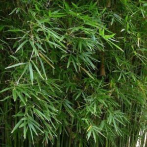 Bambusa gracilis, Fairy Bamboo - Pb6.5
