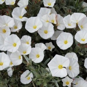 Convolvulus cneorum - 2.4Ltr