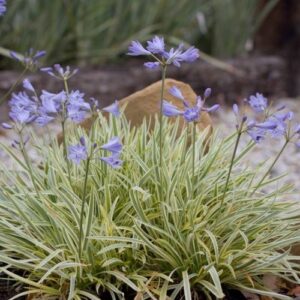 Agapanthus Golden Drop - 1.5Ltr/2Ltr