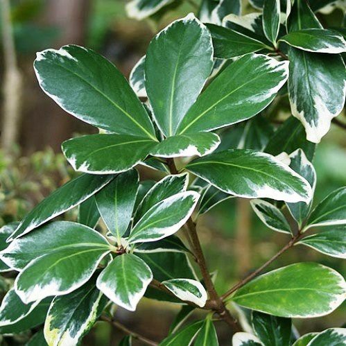 Corynocarpus Brightly, Karaka - 3Ltr