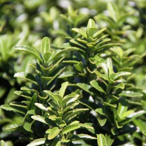 Euonymus j. Emerald Gem - Pb5 - Image 2