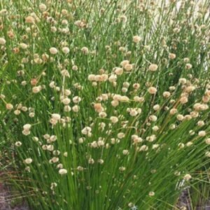 Isolepis nodosa, Knobby Clubrush - Pb6.5