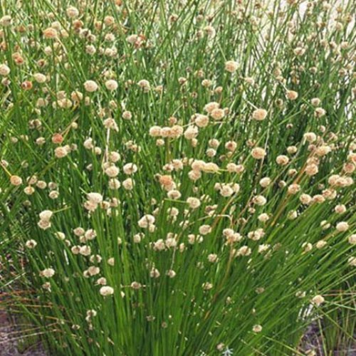 Isolepis nodosa, Knobby Clubrush - Pb6.5 - Image 2