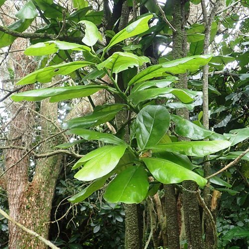 Pennantia baylisiana, Kaikomako - 2Ltr