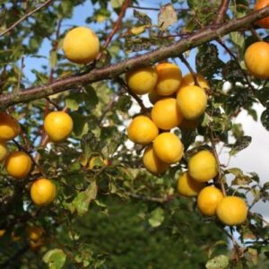 Plum Kereru Gold - Pb18