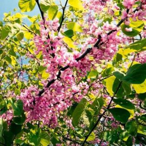 Cercis siliquastrum, Judas Tree - Pb12
