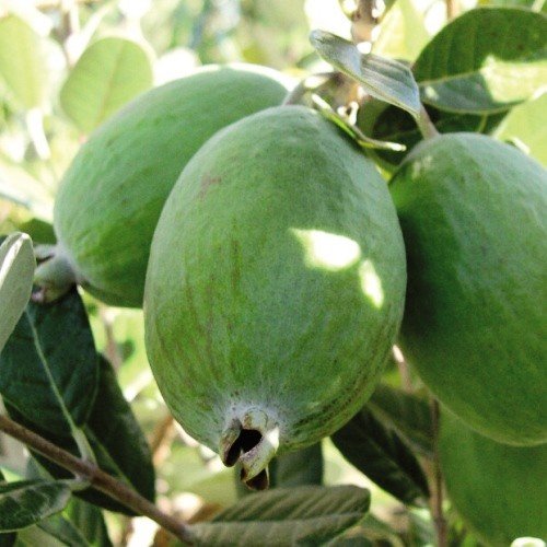 Feijoa Wiki Tu - Pb 12 - 1.2m - Image 2