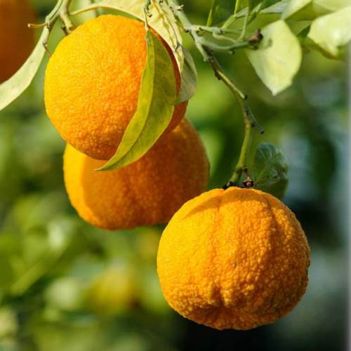 Orange Seville - Pb10 - Image 2