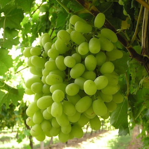 Grape Thompson Seedless - Pb5 - Image 2