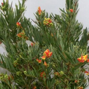 Grevillea Ignite - 2.5Ltr