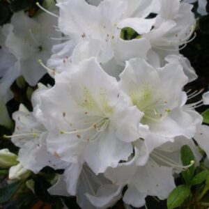 Azalea High Sierra - 1.25Ltr