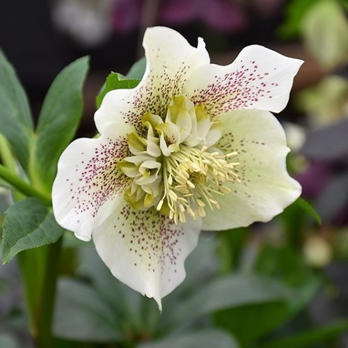 Helleborus White Tutu - 2.4Ltr - Image 2