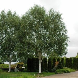 Betula Dazzler, White Himalayan Birch - 45Ltr