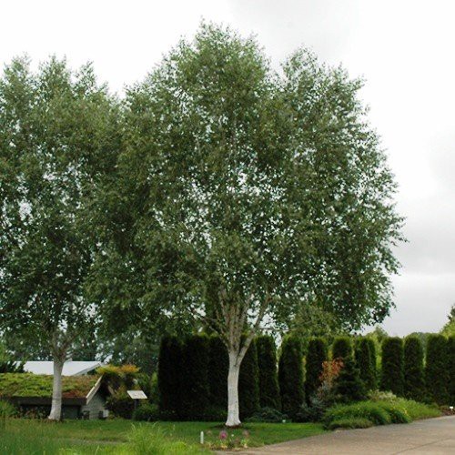 Betula Dazzler, White Himalayan Birch - 45Ltr