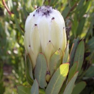 Protea Almond Frost - 2.4Ltr/3.3Ltr