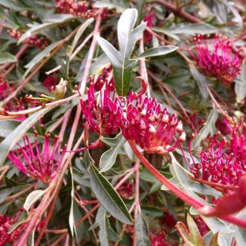 Grevillea Aussie Crawl - 2.5Ltr