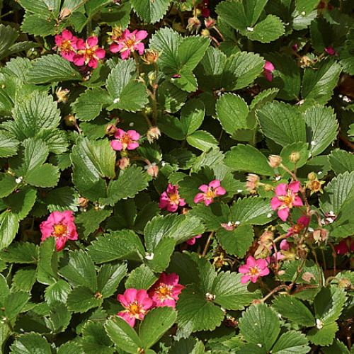 Fragaria Lipstick - Pb6.5 - Image 2