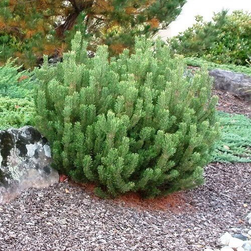 Pinus mugo, Dwarf Mountain Pine - Pb12