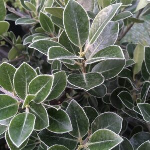 Pittosporum Stephens Island - Pot