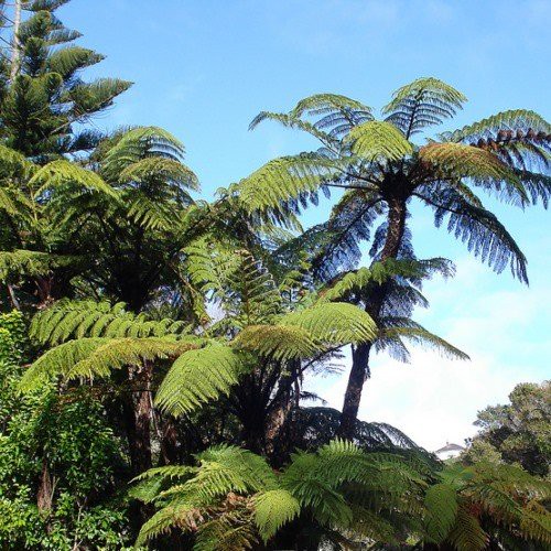 Cyathea medullaris, Black Tree Fern - 3Ltr