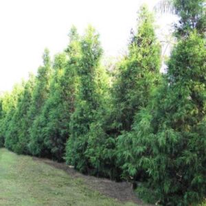 Cupressus torulosa, Bhutan Cypress - Pb6.5 (80/100)