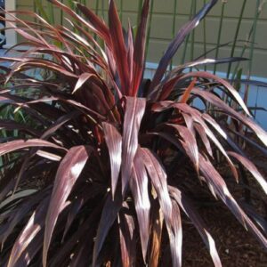 Cordyline x Renegade - 4 ltr