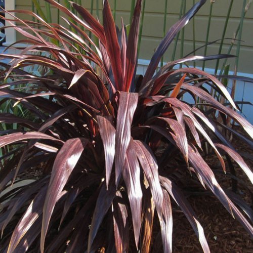 Cordyline x Renegade - 4 ltr - Image 2
