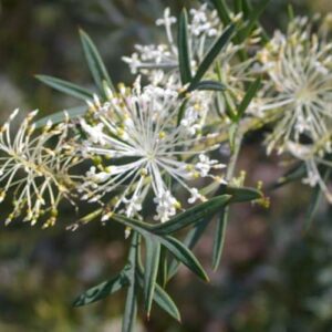 Grevillea glabrata - Pb6.5 (10/15)