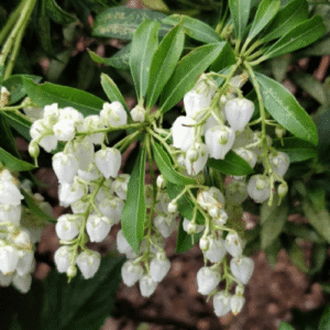 Pieris Temple Bells - 2Ltr (25/30)