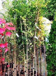 Ulmus parvifolia, Chinese Elm - Pb12 (150/200)