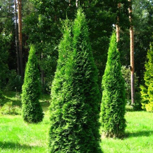 Thuja Pyramidalis, Pyramid arborvitae - Pb18 - Image 2