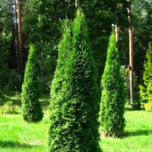 Thuja Pyramidalis, Pyramid arborvitae - Pb18