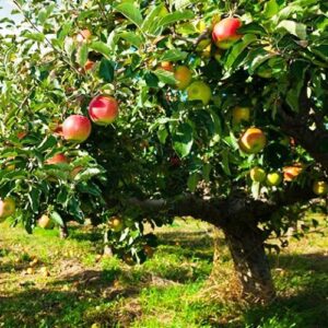 Apple Oratia Beauty - Pb12