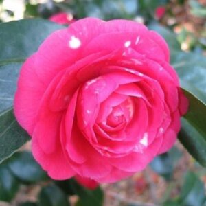 Camellia Zambo - pb6.5 (70/80)