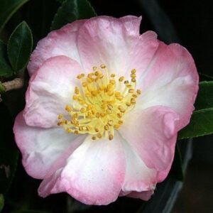 Camellia Apple Blossom - Pb6.5 (70/85)