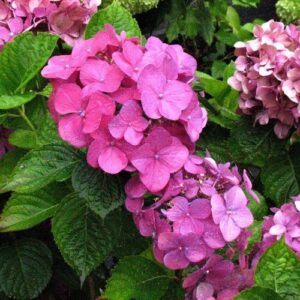 Hydrangea Todi - Pb6.5