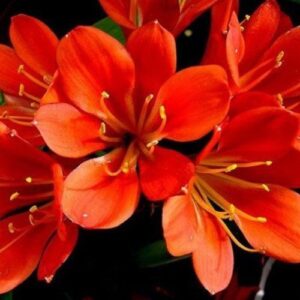 Clivia Hammett Red - Pb6.5