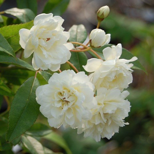 Rosa banksiae Alba - Pb6.5 - Image 2